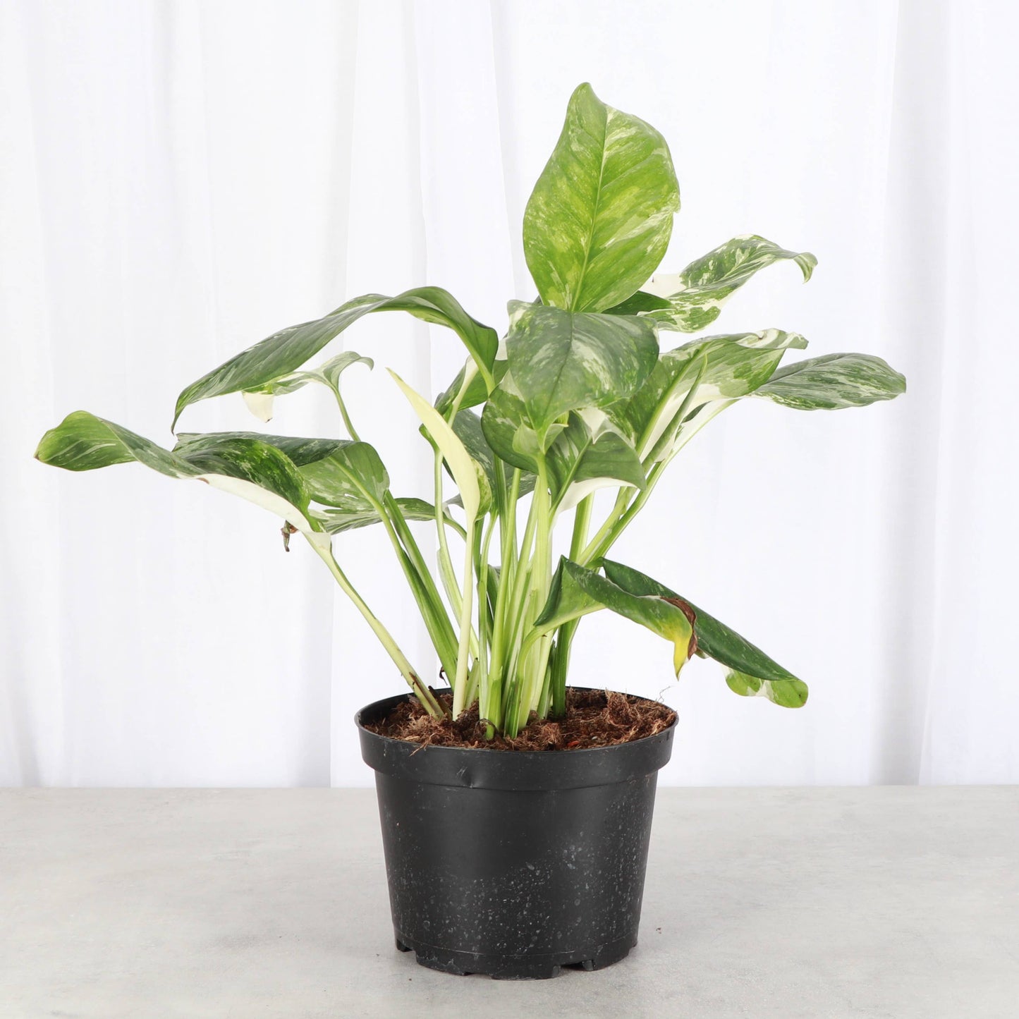 Monstera Lechleriana Variegated - 6" Live Plant - Rare