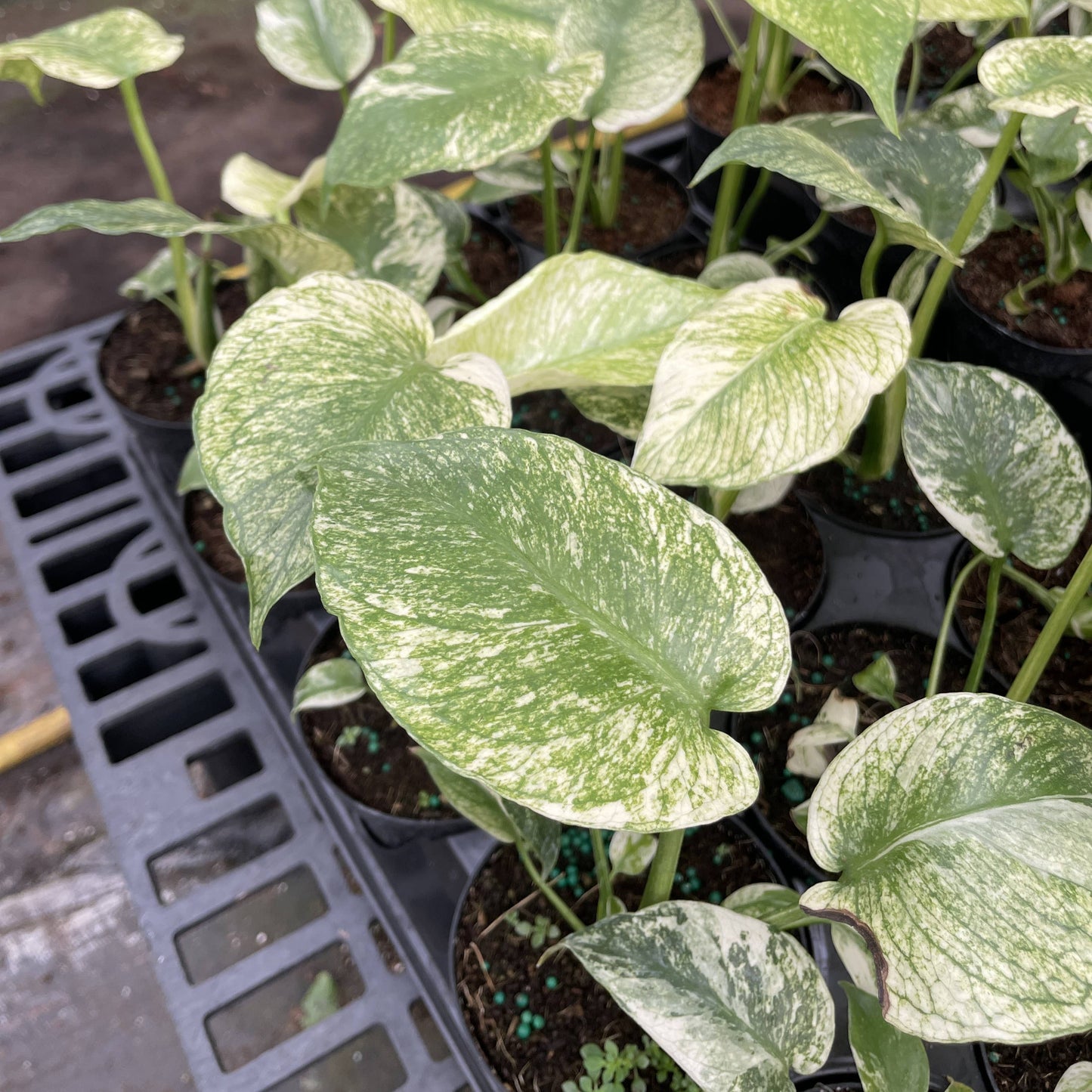 Mint Variegated Monstera - 4" Live Plant - RARE