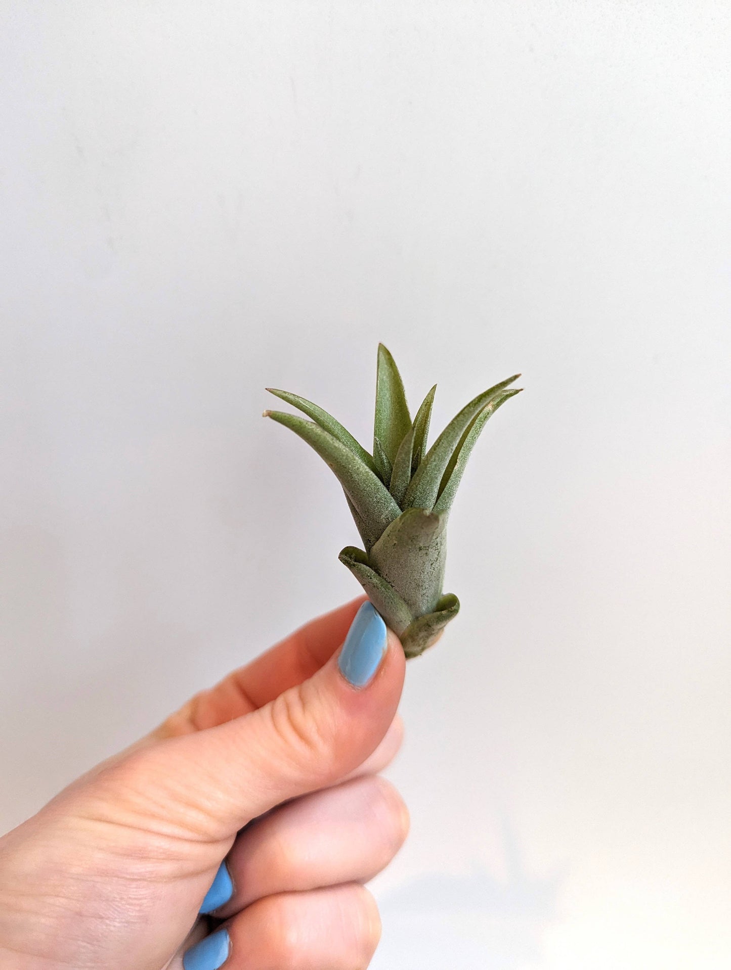 Savvie Studio - Tillandsia Brachycaulus Air Plant: Small (2")