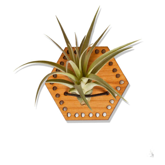 Savvie Studio - Air Plant Magnet - Cherry Hexagon: With plant