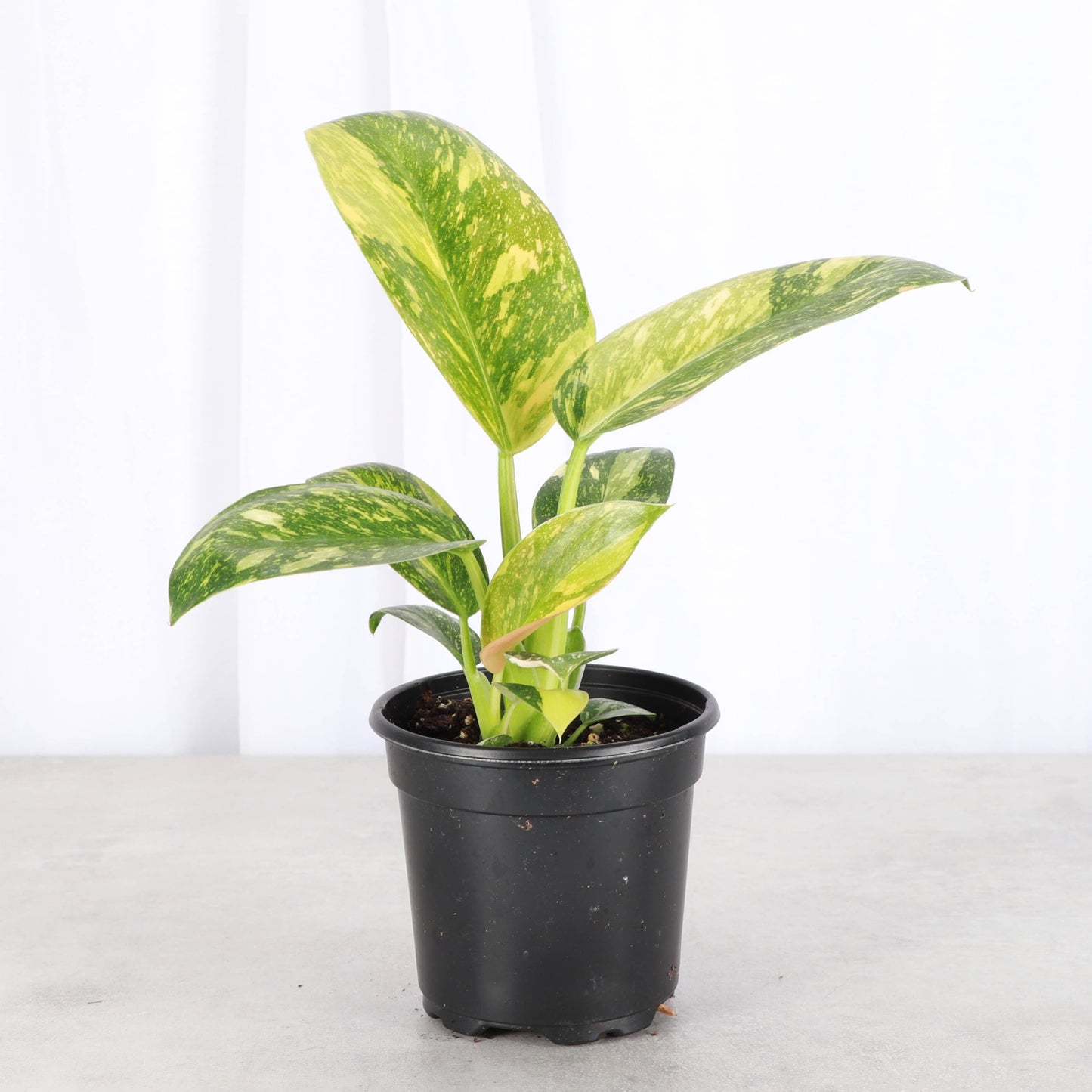 Philodendron Green Congo Nuclear Variegated - 4" Live Plant