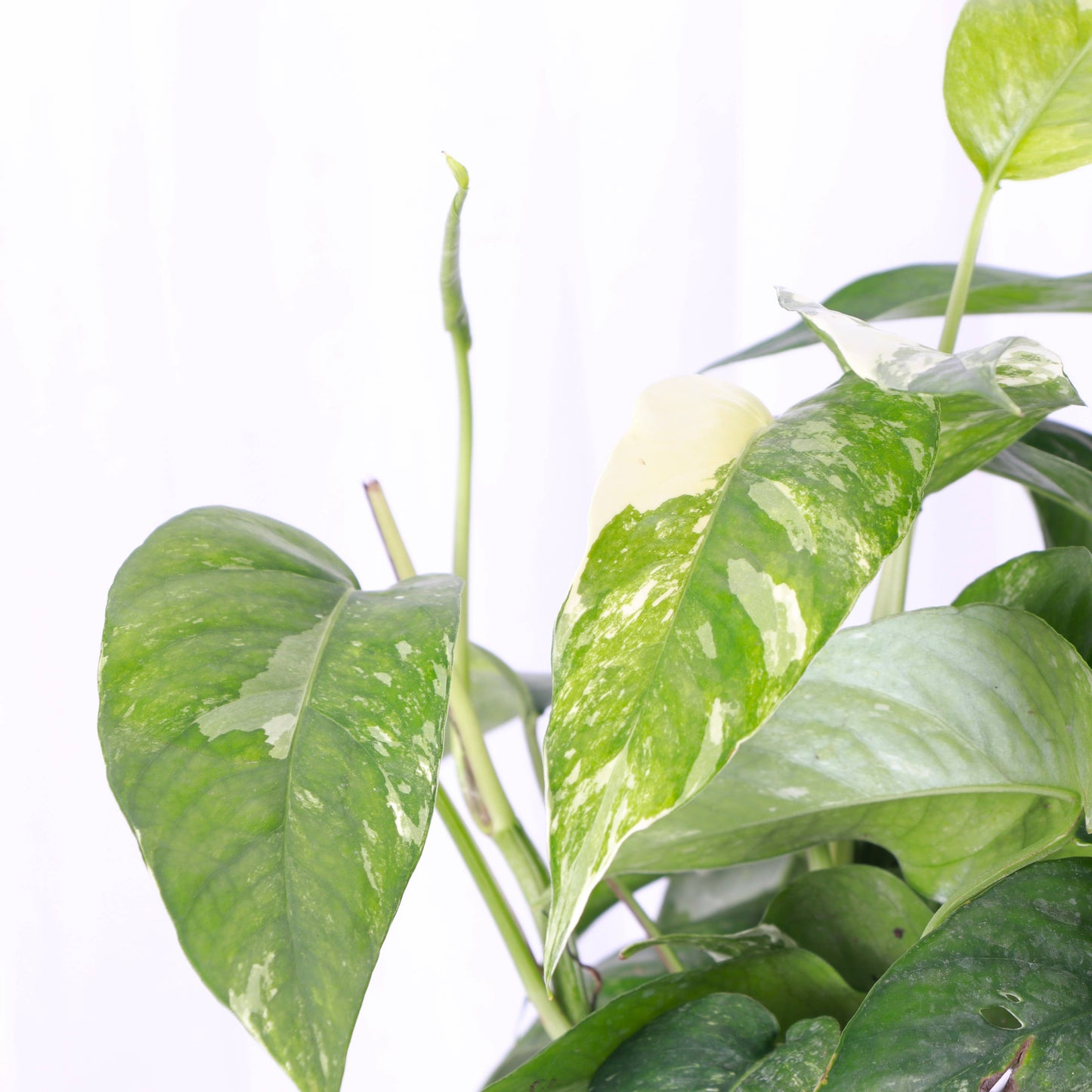 Epipremnum Albo Variegated - Live Plant: 6" Pot