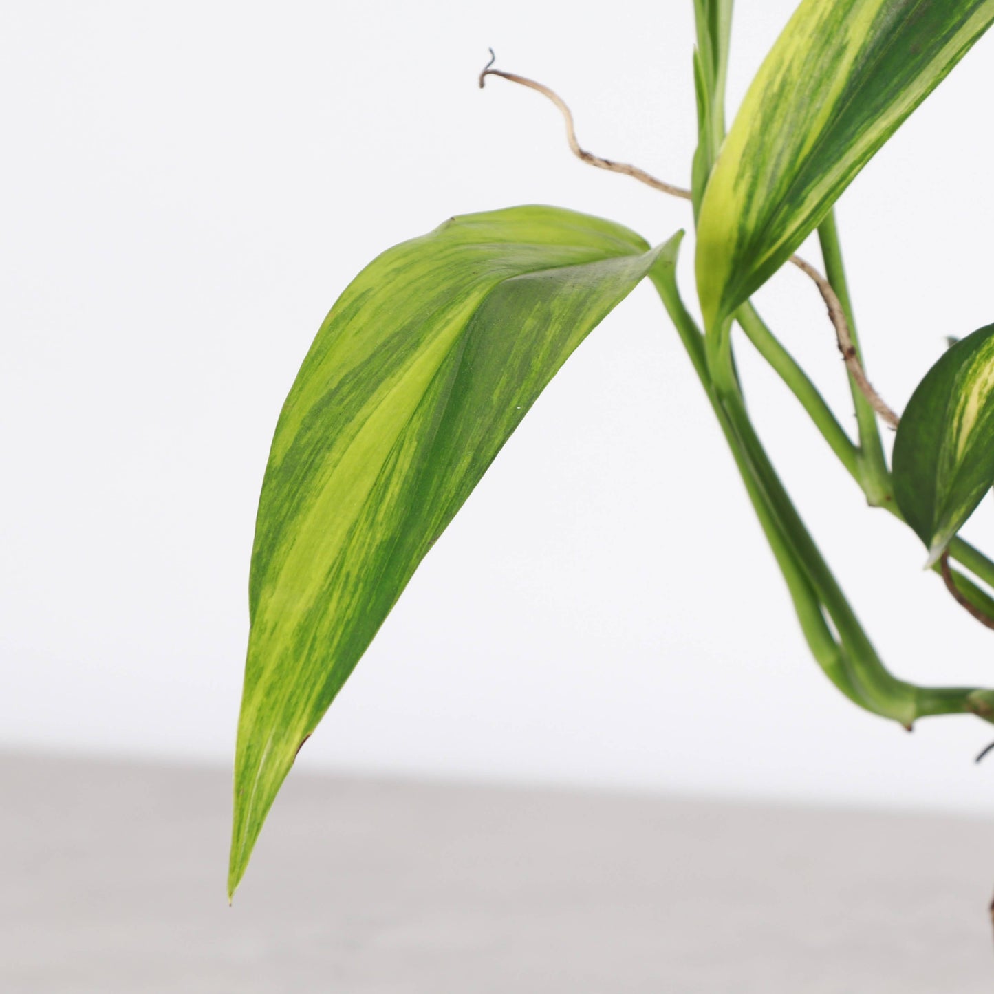 Epipremnum Amplissimum Variegated - 4" Live Plant