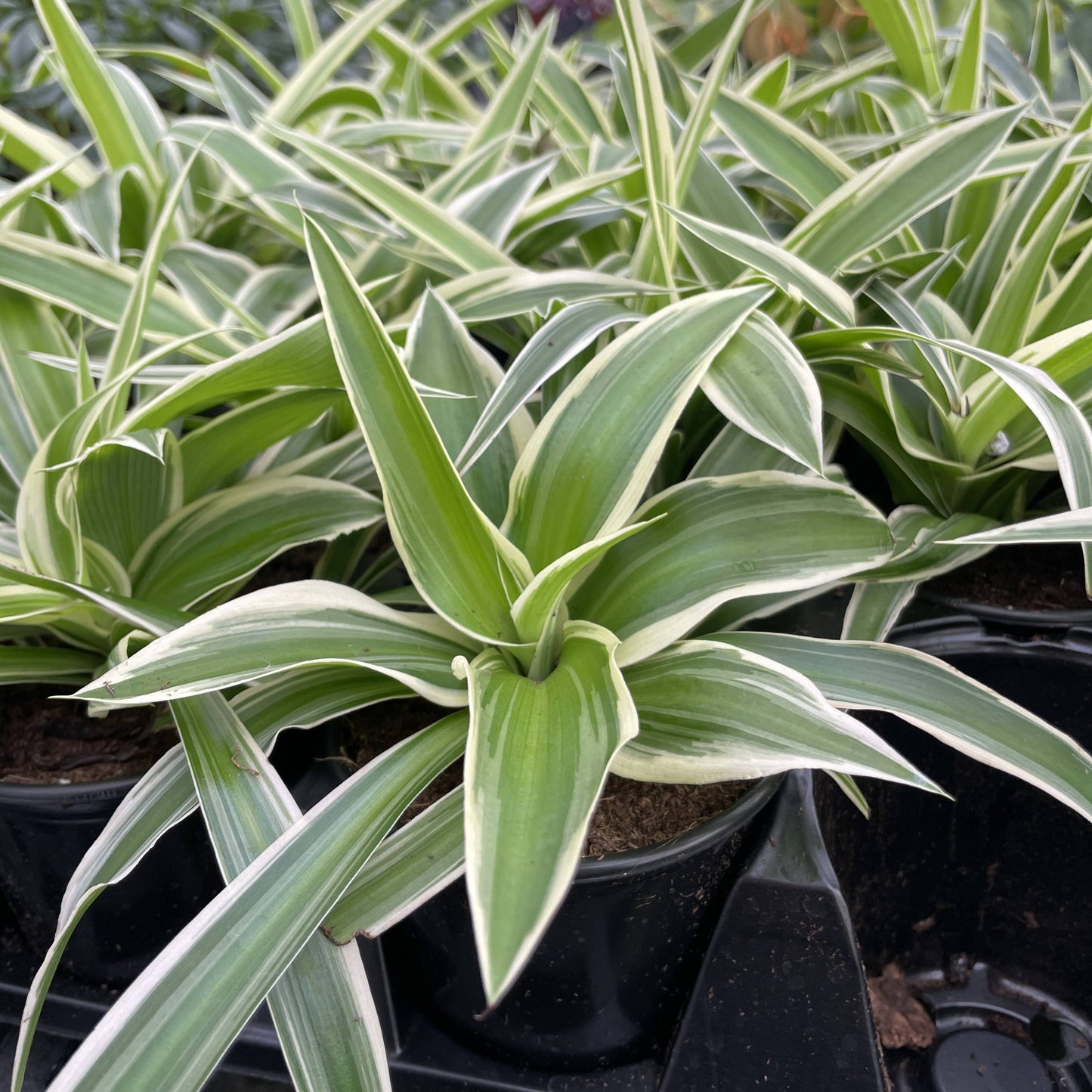 Irish Spider Plant - 3.5" Live Plant