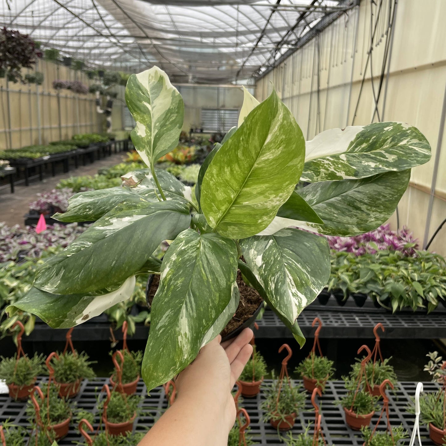 Monstera Lechleriana Variegated - 6" Live Plant - Rare