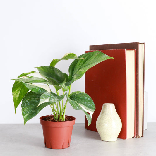 Epipremnum Albo Variegated - Live Plant: 6" Pot