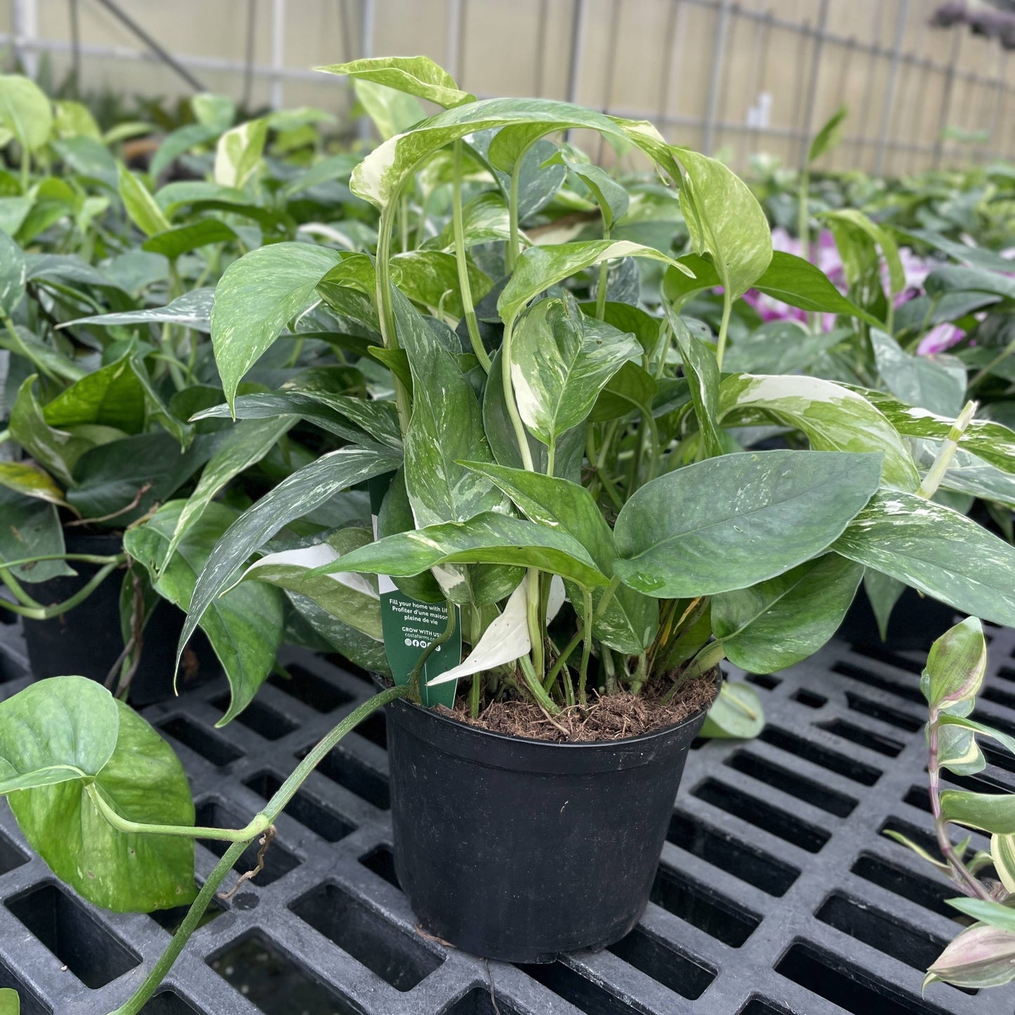 Epipremnum Albo Variegated - Live Plant: 6" Pot