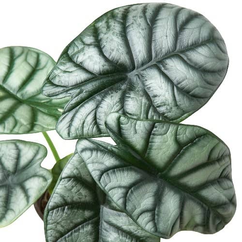 House Plant Wholesale - Alocasia 'Silver Dragon' - 4" Pot