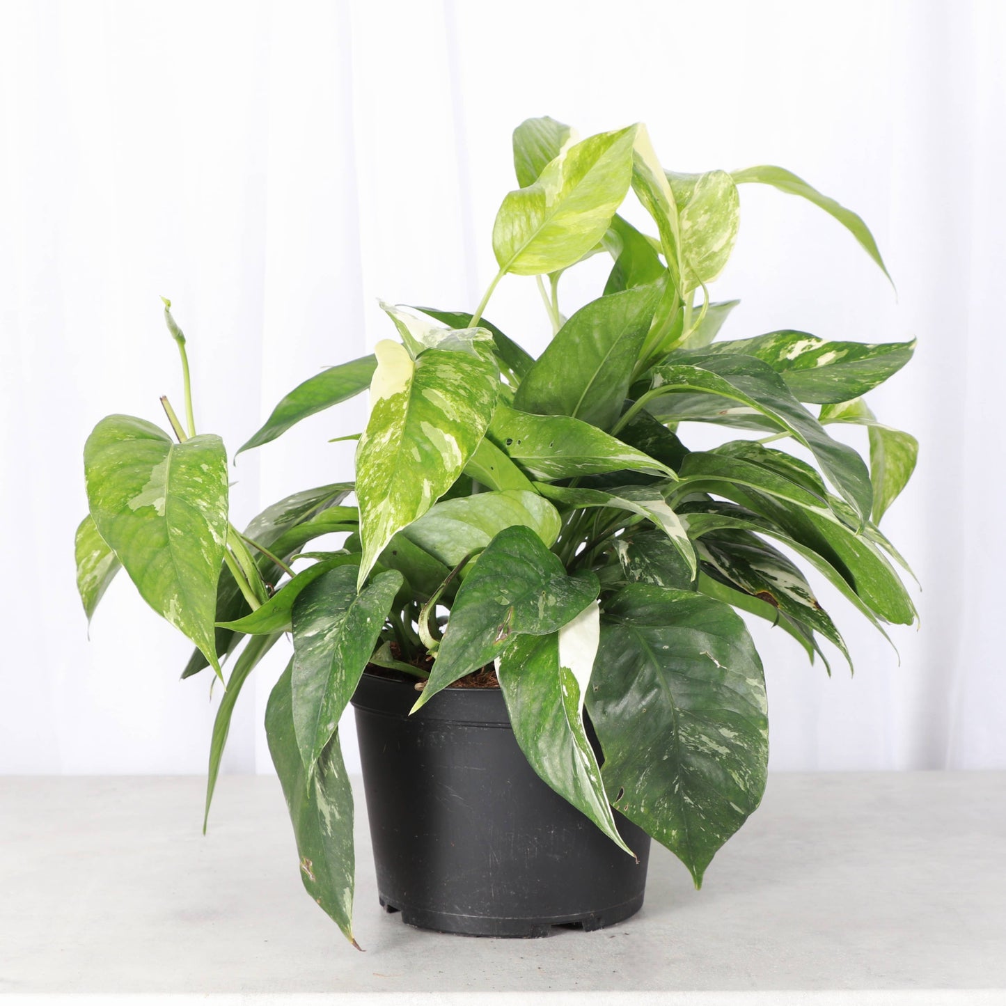 Epipremnum Albo Variegated - Live Plant: 6" Pot