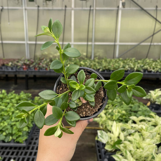 Goldfish Plant - Live Plant: 4" Pot