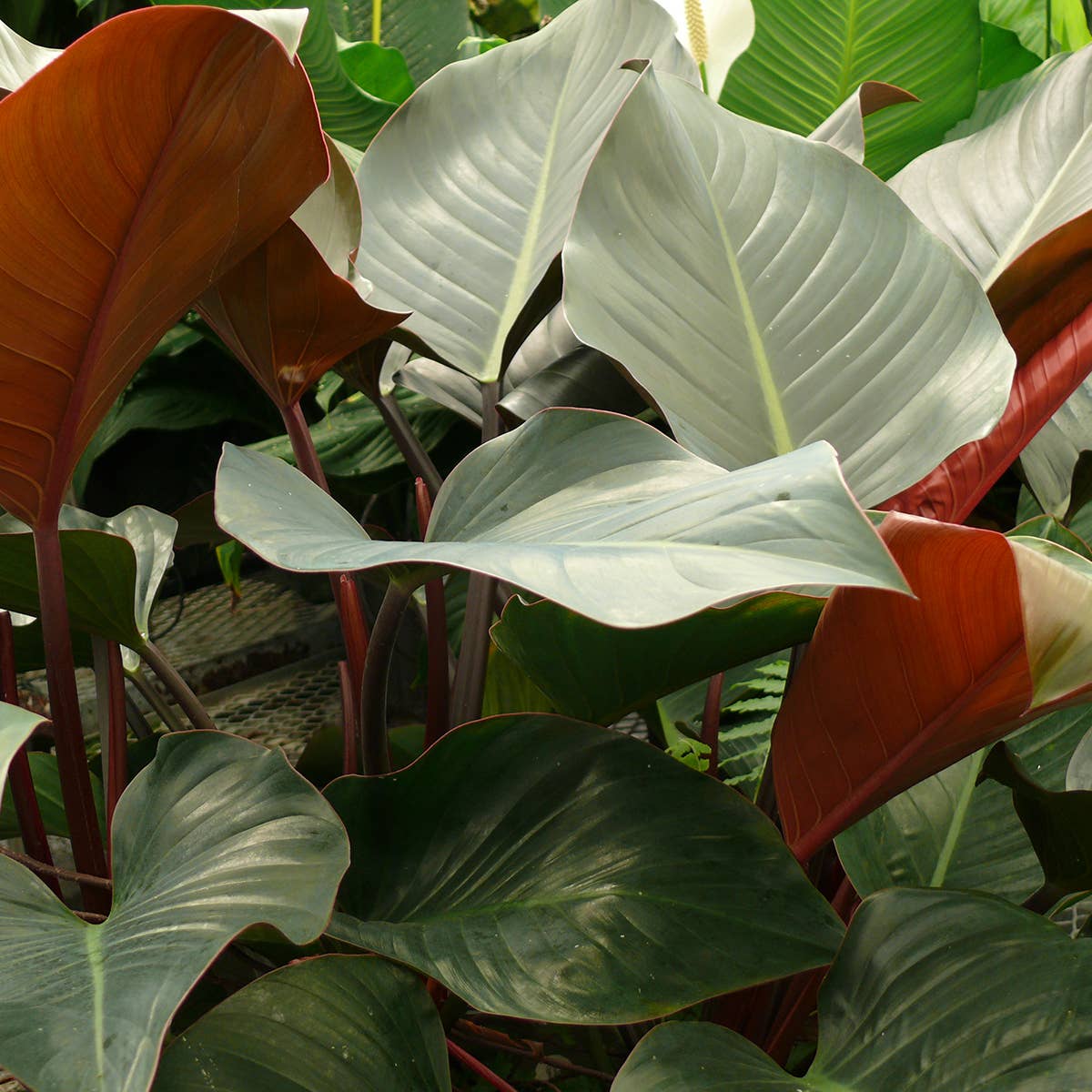 Philodendron Rojo Congo - 3" Live Plant