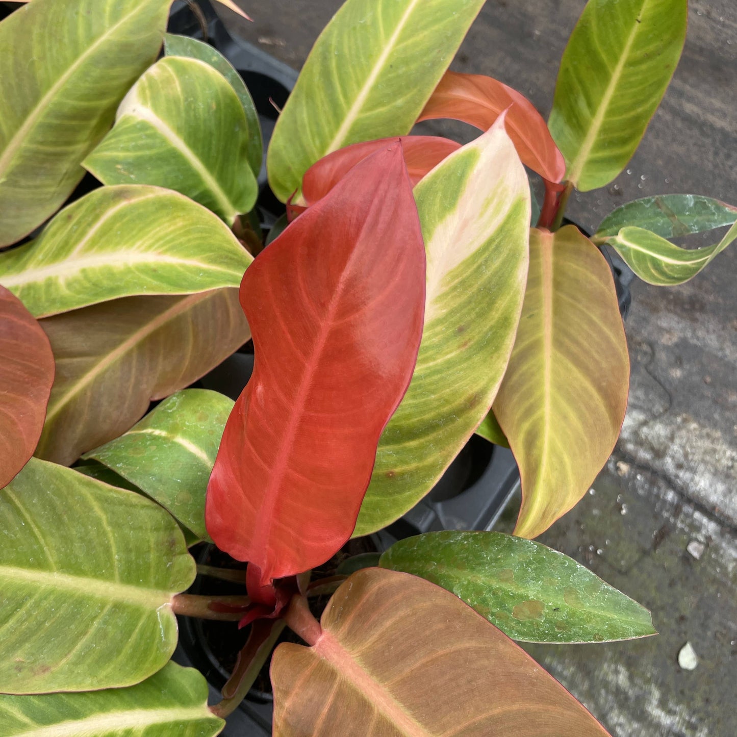 Philodendron Sun Red - Live Plant: 4" Pot