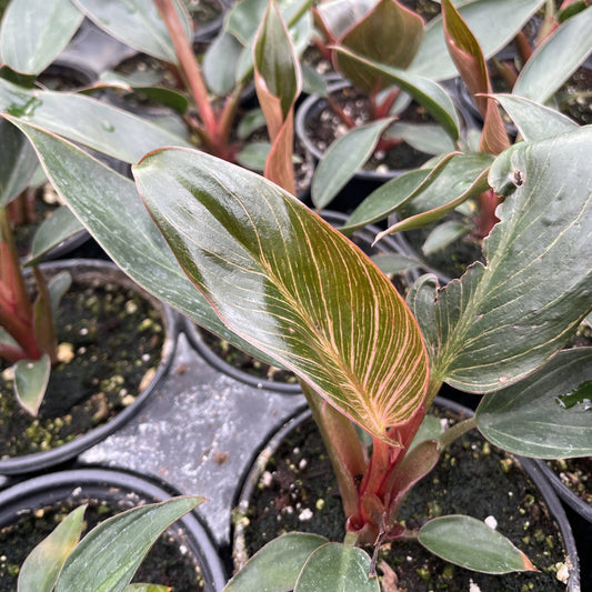 Pink Philodendron Birkin - 4" Live Plant - Rare