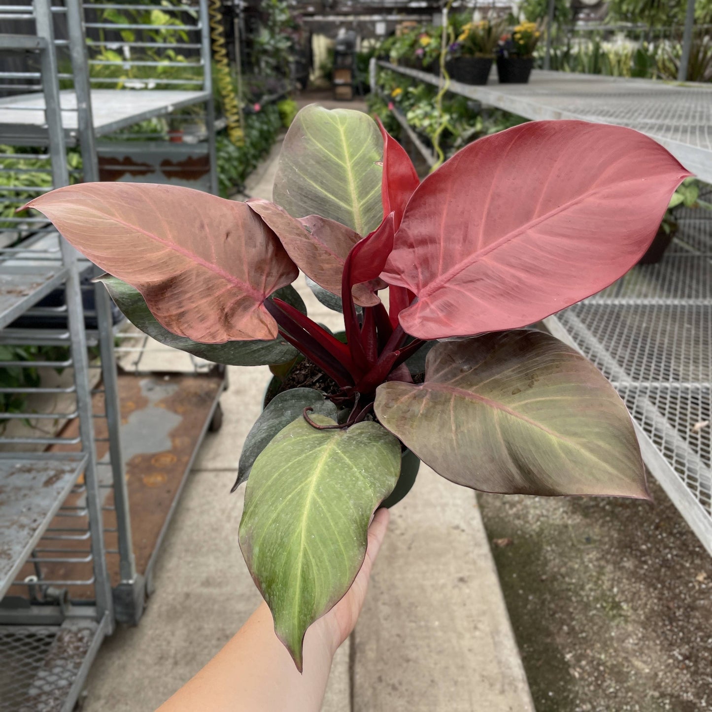 Philodendron Sun Red - Live Plant: 4" Pot