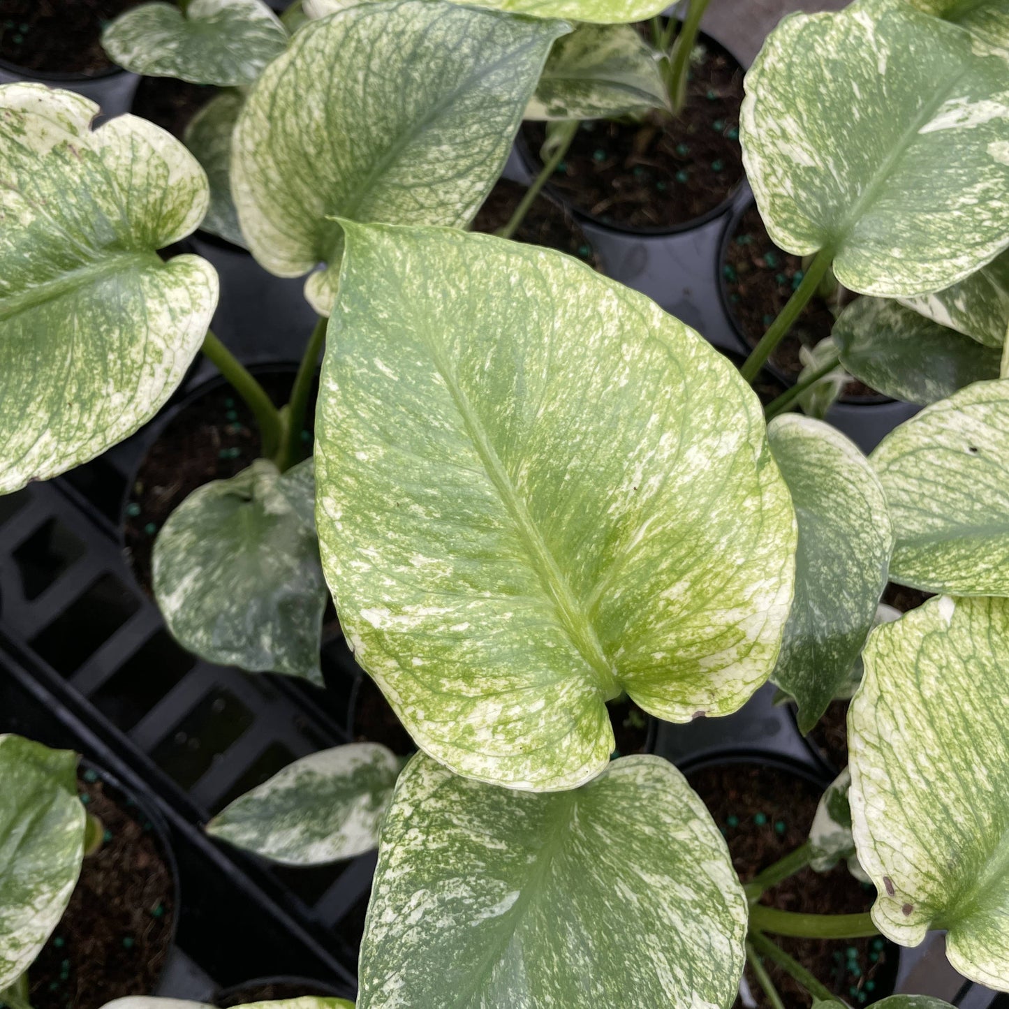 Mint Variegated Monstera - 4" Live Plant - RARE