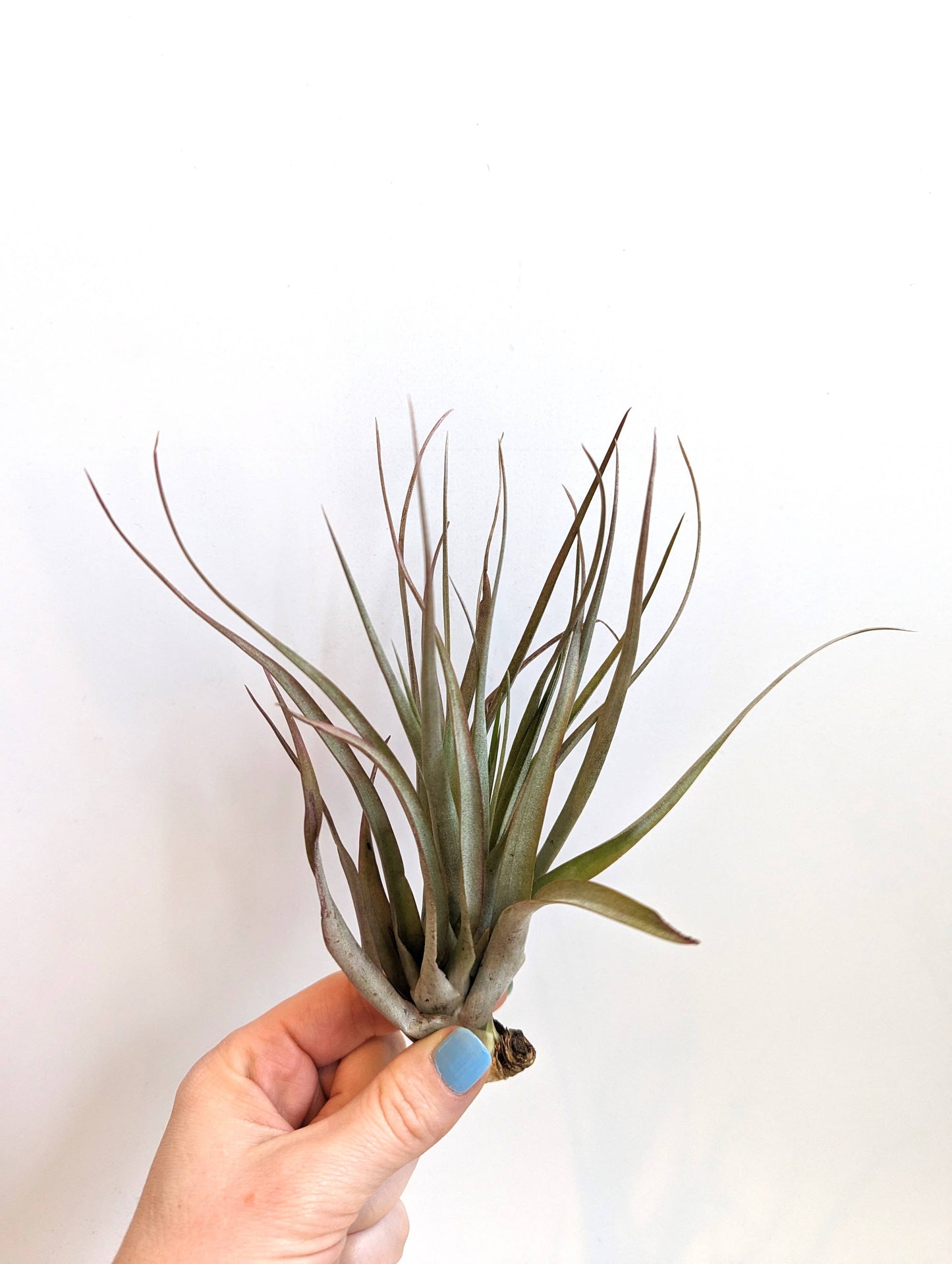Savvie Studio - Tillandsia Brachycaulus Air Plant: Small (2")