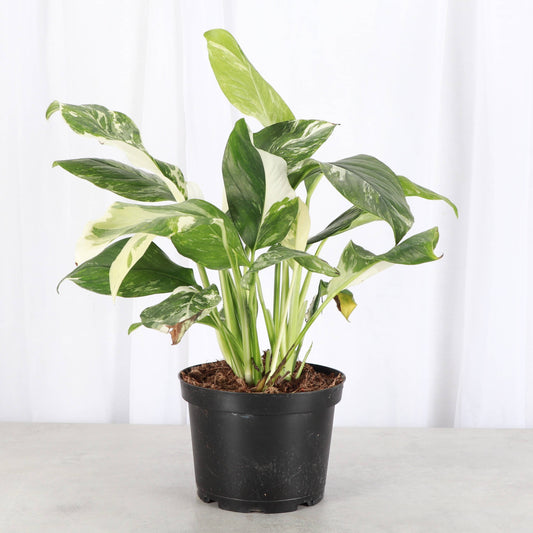 Monstera Lechleriana Variegated - 6" Live Plant - Rare