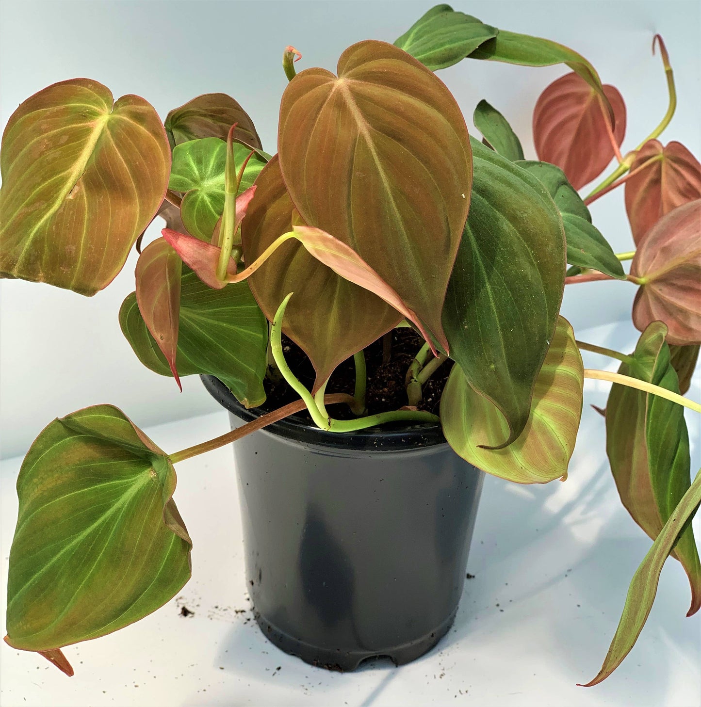 Greens N' Things LLC - Philodendron Mican: 4"