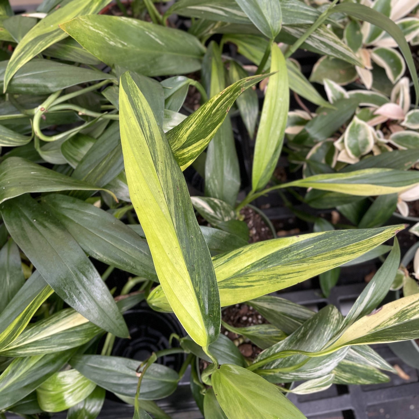 Epipremnum Amplissimum Variegated - 4" Live Plant