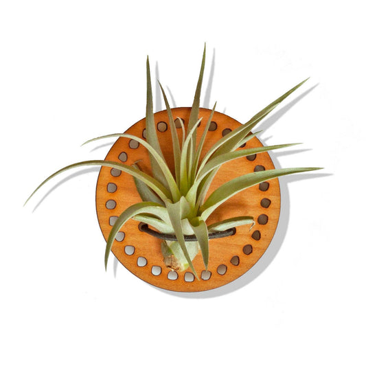 Savvie Studio - Air Plant Magnet - Cherry Circle: With plant