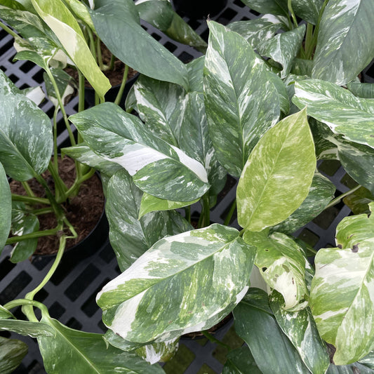 Monstera Lechleriana Variegated - 6" Live Plant - Rare