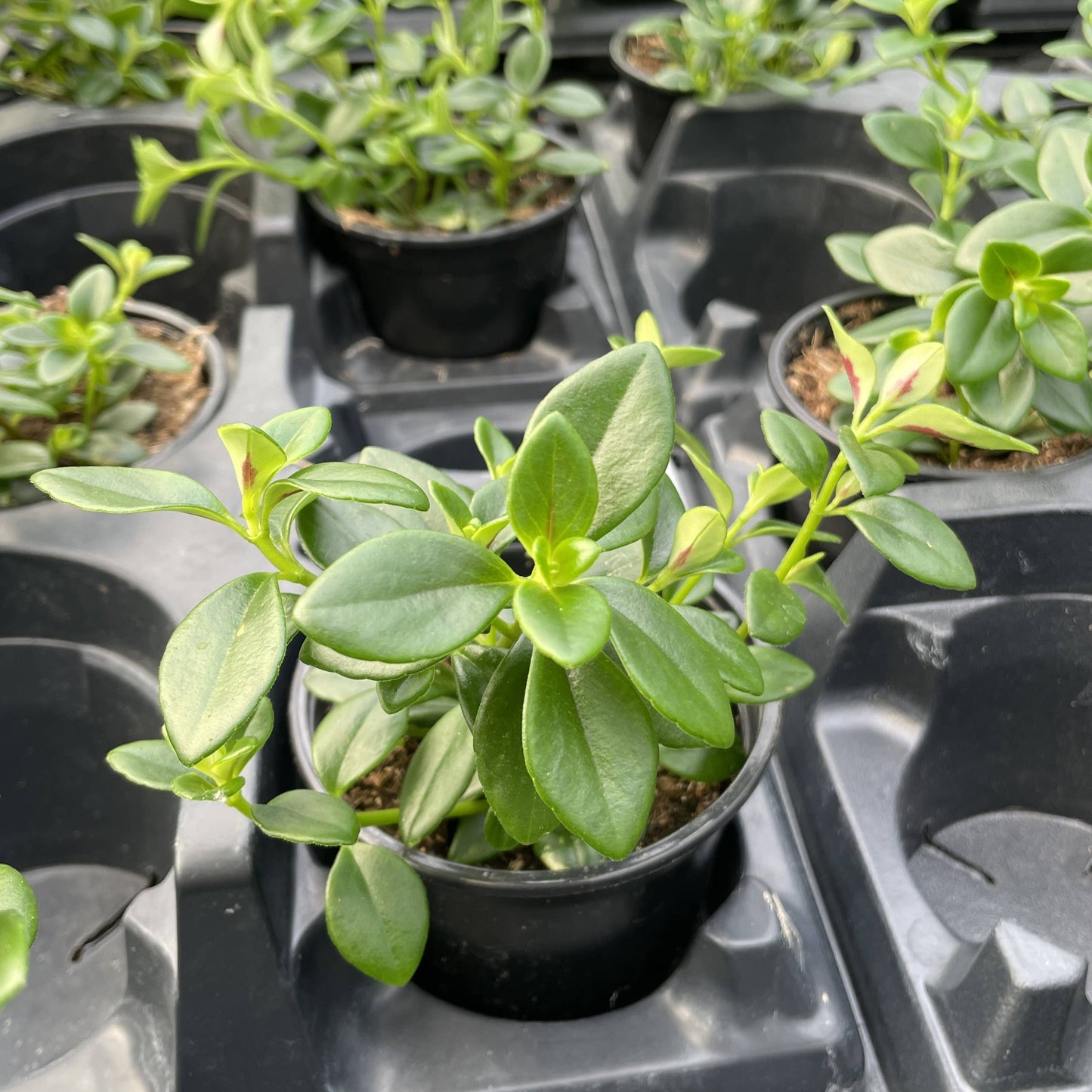 Goldfish Plant - Live Plant: 4" Pot