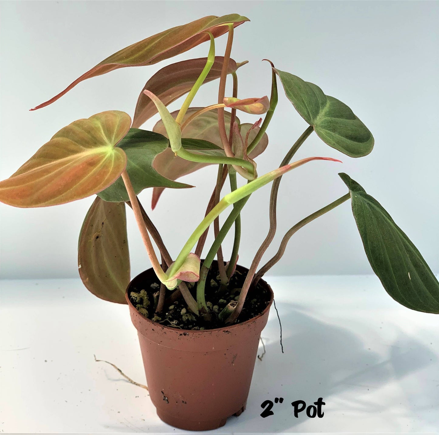 Greens N' Things LLC - Philodendron Mican: 4"