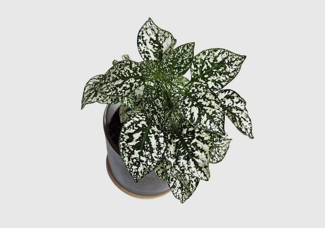 Potting Shed Creations, Ltd. - NEW | Houseplant Collection | First Snow
