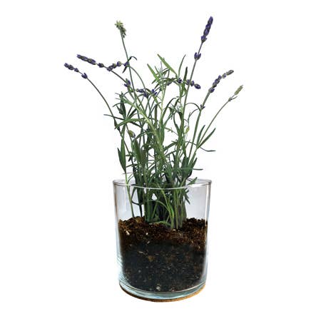 Potting Shed Creations, Ltd. - Essential | Lavender Flower Garden