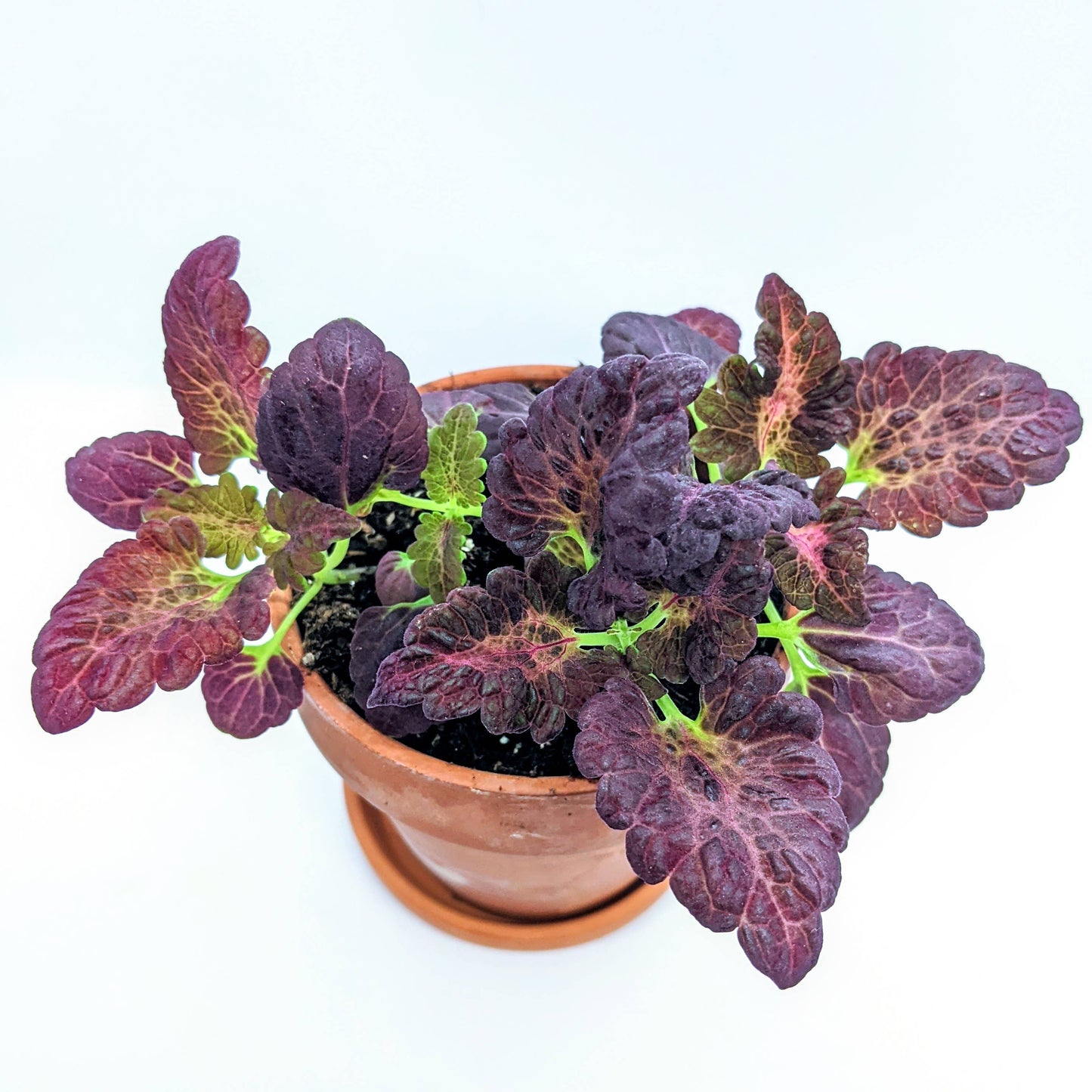 Plantflix - Grow a Black Dragon Coleus Plant Seed Kit