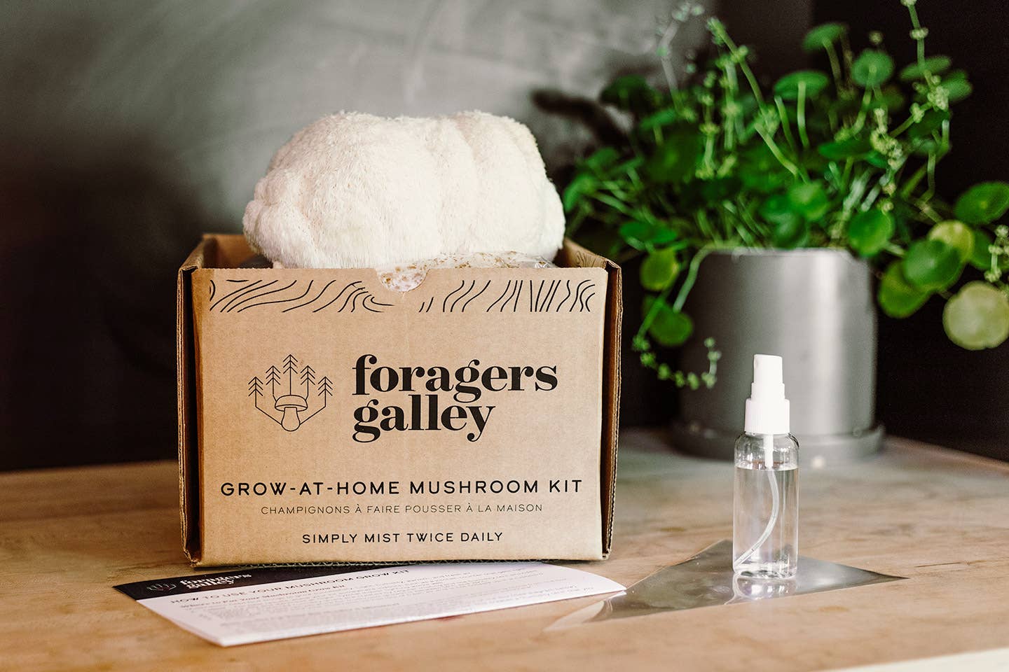 The Foragers Galley Limited - Lion's Mane Mushroom Grow-at-Home Kit