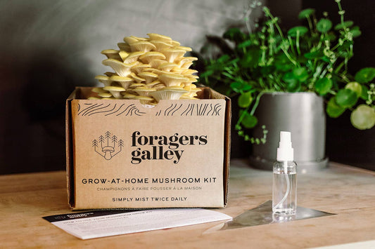 The Foragers Galley Limited - Golden Oyster Mushroom Grow-at-Home Kit