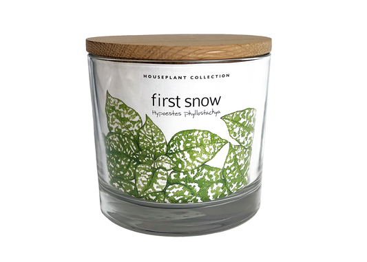 Potting Shed Creations, Ltd. - NEW | Houseplant Collection | First Snow