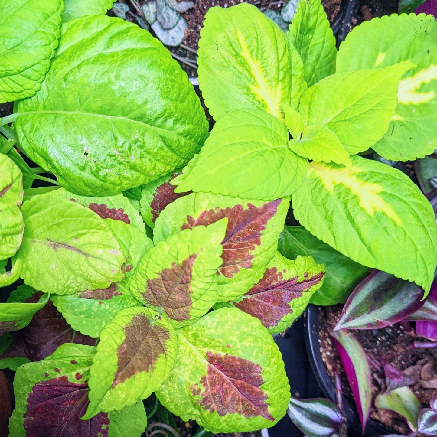 Plantflix - Grow a Rainbow Coleus Plant Seed Kit