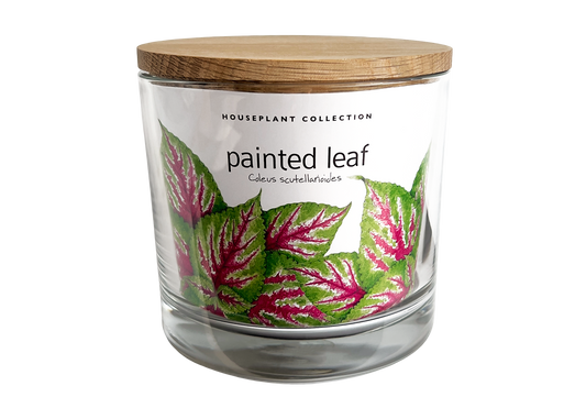 NEW | Houseplant Collection | Painted Leaf