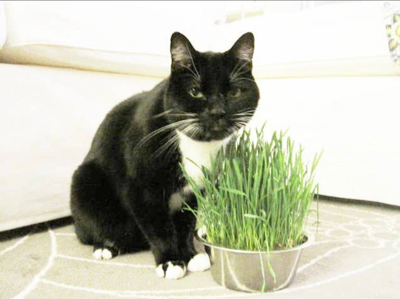 Potting Shed Creations, Ltd. - Pet Bowl | Cat Grass