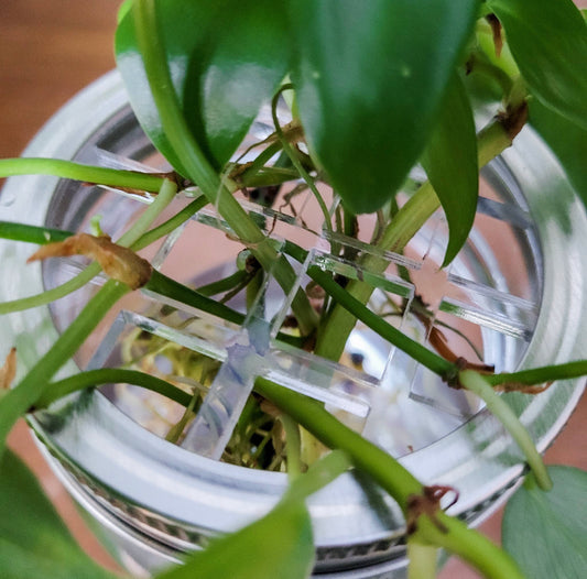 Leaf & Node - Mason Jar Lid Inserts - Plant Propagation and Flower Vase