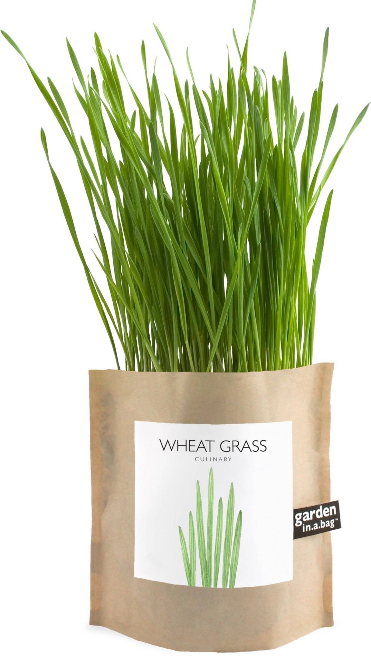 Potting Shed Creations, Ltd. - Garden in a Bag | Wheat Grass