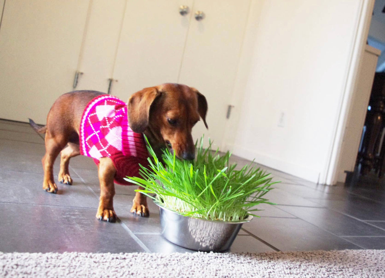 Potting Shed Creations, Ltd. - Pet Bowl | Dog Grass
