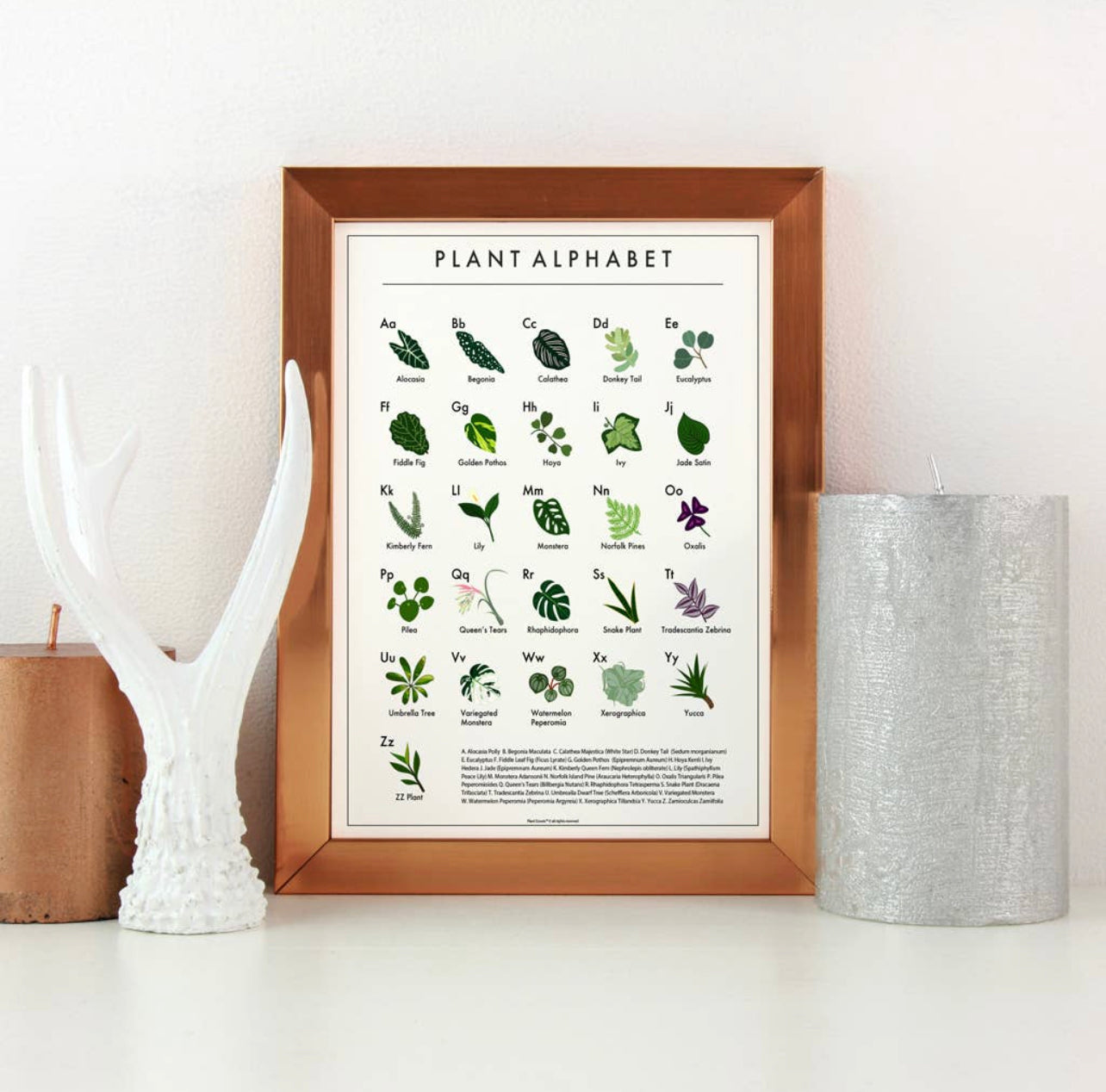 Plant Scouts - Plant Alphabet Poster - House Plant Love